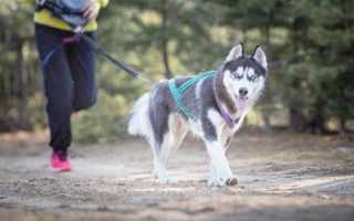 Каникросс. Правила и тренировки. Требования и особенности