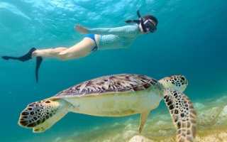 Снорклинг. Снаряжение и особенности. Советы начинабщим