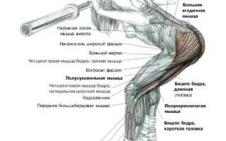 Техника выполнения наклонов со штангой, плюсы и минусы упражнений