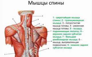 Популярные упражнения для прокачки спины, нюансы построения тренировки
